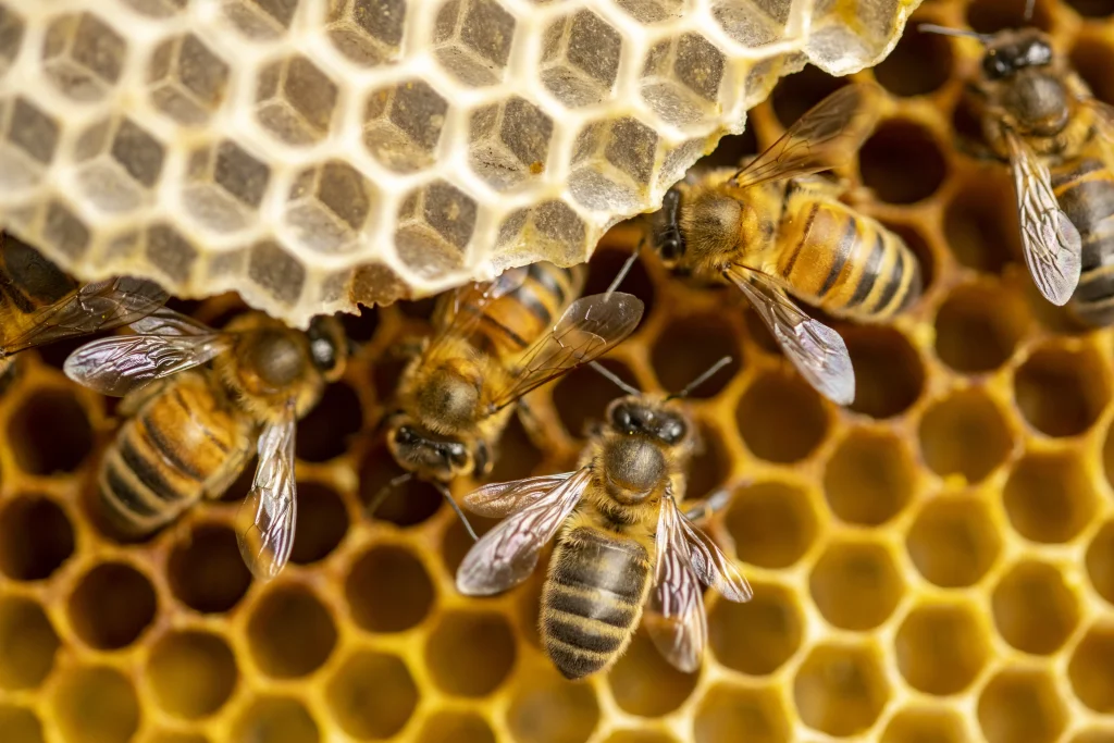 Bienen auf Honigwabe